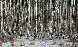 Birch Grove_13926